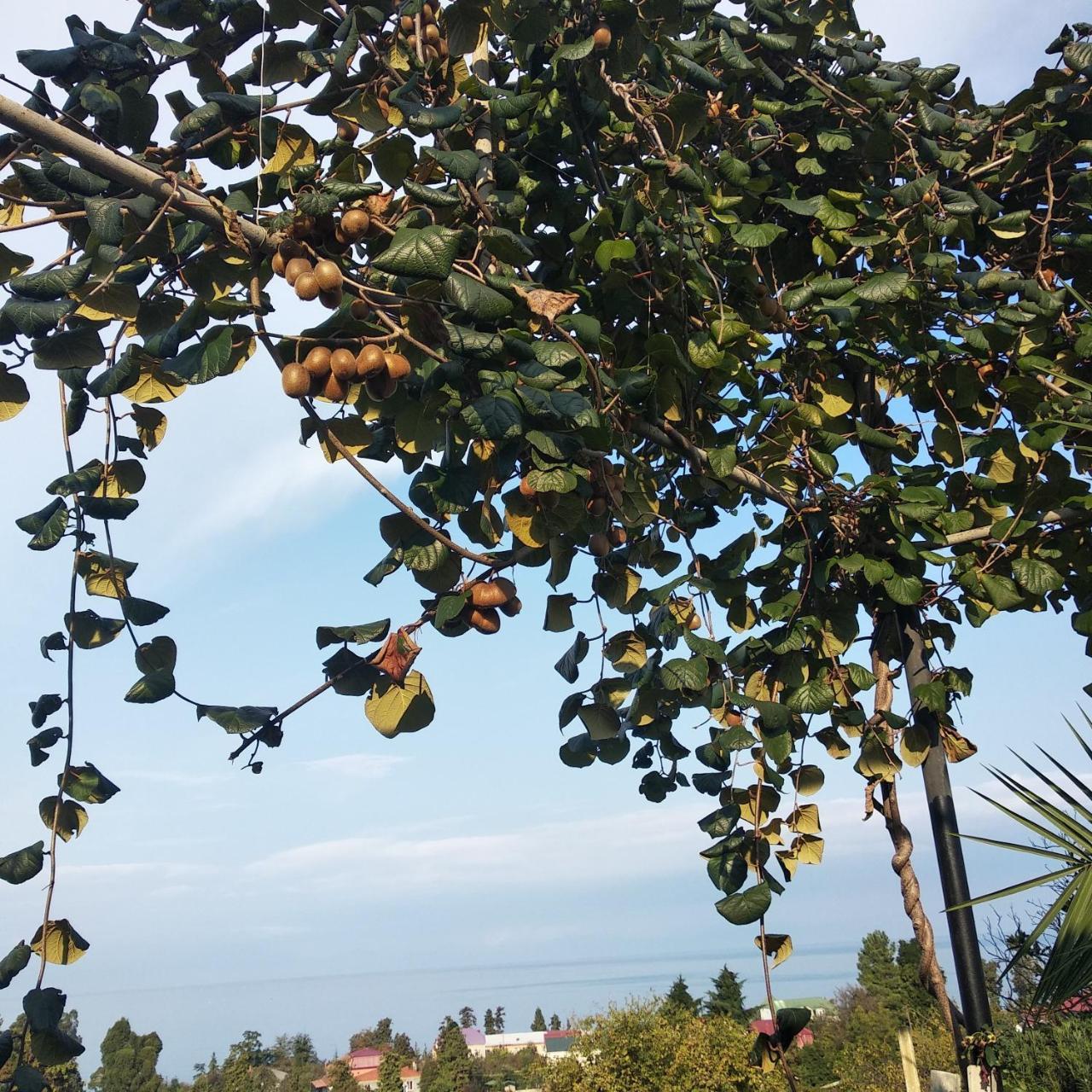 Kemeni Gardens Hotel Batoemi Buitenkant foto